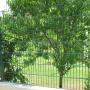 Kommendisch-Enz KG Gartengestaltung u Landschaftsbau - Zaun Kommendisch-Enz KG Gartengestaltung u Landschaftsbau - Zaun