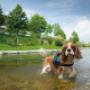 Urlaub mit Hund: 10.000m² Spazierpark, Agility-Parcours, eingezäunter Hundeschwimmteich, eigener Eingang für Gäste mit Hund inkl. Hundepfotendusche, hundefreundliche Zimmer mit einem Garten, uvm.