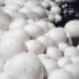 Mushroom Research Centre MRCA in Innsbruck