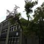 Poysgarden Baumpflege