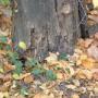 Poysgarden Herbstservice