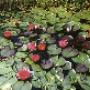 Poysgarden Biotope