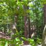 Bestattung Großschädl - Naturbestattung Friedwald