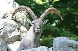 Wildpark Feldkirch