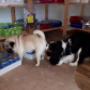ARAS Salzburg / Tiernahrung, Familie Zulian - Schnüffel.... Qualitätssicherung.... - .... bestanden! Und hübsche Hunde-Damen trifft Herr Hund von Welt auch noch, toll!