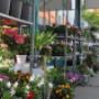 Blumen 2000 Gartenpflanzen