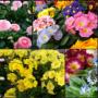 Blumen Auer - Pflanzen