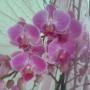 Blumen Auer - Orchideen