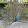 Gartenkonzepte