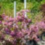 Garten Weilinger