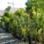 Garten Weilinger