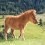 Streichelzoo am Feriengut Hasenau Saalbach