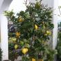 Gärtnerei Pichler-Koban 9220 Velden am Wörther See