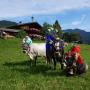 Schatzberg-Haus Auffach - Die Heimkehr der Kühe von Almen wird im Dorf groß gefeiert Schatzberg-Haus Auffach - Die Heimkehr der Kühe von Almen wird im Dorf groß gefeiert