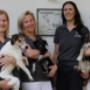 tierärzteteam in 2620 Neunkirchen
