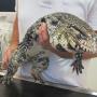 Tierordination Klosterneuburg Dr. Urban-vet4pet.at KG in 3400 Klosterneuburg