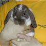 Tierordination Klosterneuburg Dr. Urban-vet4pet.at KG in 3400 Klosterneuburg