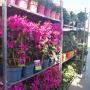 OBI Markt Unterwart Blumen vor dem Haus OBI Markt Unterwart Blumen vor dem Haus