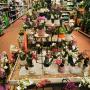 Orchideen Orchideen