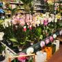 Orchideen Orchideen