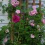 Gartengestaltung Ing. Gertraud Bauer Gartengestaltung Ing. Gertraud Bauer