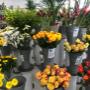 Blumen 2000_Schnittblumen