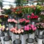 Blumen 2000_Rosen