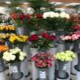 Blumen 2000_Rosen