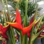 Blumen 2000_Helikonia