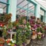 Blumen 2000_