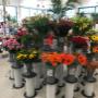 Blumen 2000_Schnittblumen