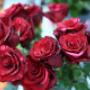 Rosen