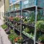Blumen 2000_