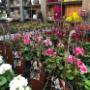 Frühling Frühling