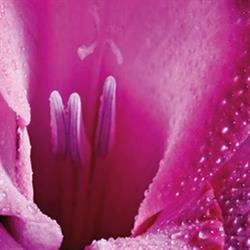 Blumen Resinger