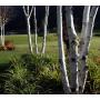 Gartenpark-Gartengestaltung BK GmbH 6830 Rankweil