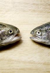 Güfel Forellen und Fischhandel GmbH & Cokg