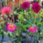 FLOWERS & MORE - Meisterflorist Michael Oberhofer | Blumen & Dekoration