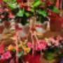 FLOWERS & MORE - Meisterflorist Michael Oberhofer | Blumen & Dekoration