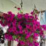 FLOWERS & MORE - Meisterflorist Michael Oberhofer | Blumen & Dekoration