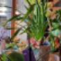 FLOWERS & MORE - Meisterflorist Michael Oberhofer | Blumen & Dekoration