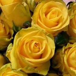 Blumen Dick KG