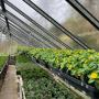 Blumen Masutti Krieglach Blumen Masutti Krieglach