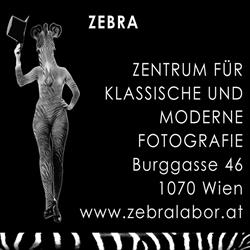 Natascha Auenhammer - Zebra