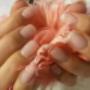 Nail-Design Inh Claudia Koinegg - Permanent French Nail-Design Inh Claudia Koinegg - Permanent French