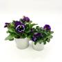 Blumen Peter & Gerti Schuster Blumen Peter & Gerti Schuster