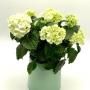 Blumen Peter & Gerti Schuster Blumen Peter & Gerti Schuster