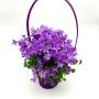 Blumen Peter & Gerti Schuster Blumen Peter & Gerti Schuster