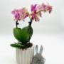 Blumen Peter & Gerti Schuster Blumen Peter & Gerti Schuster