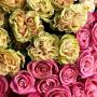 Blumen Peter & Gerti Schuster Blumen Peter & Gerti Schuster